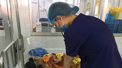 Quảng Bình: Ba chị em ruột bị ngộ độc sau khi ăn nấm lạ