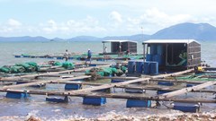 Khánh Hòa: Chủ trương làm lồng bè nuôi hải sản chống bão