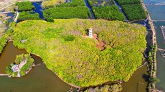 Giữ rừng ngập mặn nguyên sinh Rú Chá