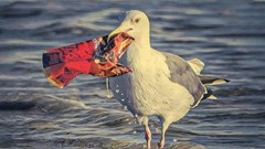 Báo động tình trạng chim biển nuốt phải phụ gia nhựa độc hại