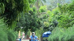 Cuộc sống xanh ở làng phong Quy Hòa