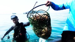 Đội thợ lặn làm “vệ sinh” đáy biển