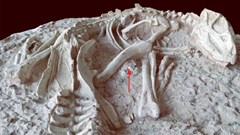 Trung Quốc: Phát hiện hóa thạch hoàn chỉnh của khủng long con quý hiếm