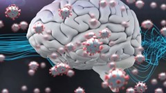 Virus SARS-CoV-2 có thể tác động trực tiếp tới tế bào não