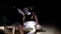 Quảng Bình: Kịp thời thả cá thể rùa nặng 120kg về biển