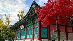 Ngắm mùa Thu vàng đẹp đến nao lòng tại xứ sở Kim Chi