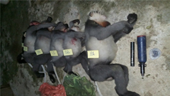 Năm con voọc chà vá chân xám quý hiếm bị thợ săn bắn chết