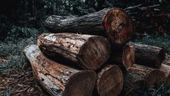 Hơn 100 nước cam kết chấm dứt chặt phá rừng vào năm 2030