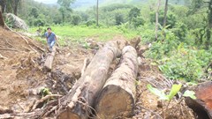 Rừng sưa ở Phú Ninh (Quảng Nam) bị đốn hạ: Chưa thể xác định nguồn gốc