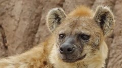 Linh cẩu ở vườn thú Denver mắc Covid-19