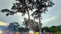 Khánh Hòa: Đã có 26 cây cổ thụ được công nhận là Cây Di sản Việt Nam