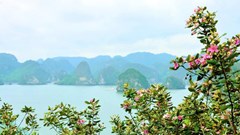 Đảo Soi Sim - Vẻ đẹp hoang sơ giữa lòng Vịnh Hạ Long