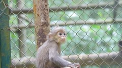 Cứu hộ hai mẹ con Voọc Xám quý hiếm