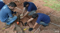 Dấu vết loài khủng long “cực hiếm” được phát hiện ở Brazil