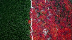 Kinh ngạc với ngọn núi nửa xanh, nửa đỏ