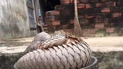 Thả về rừng tê tê quý hiếm mắc lưới hàng rào ở đảo Cù Lao Chàm