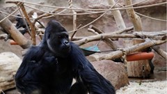 Sở thú tại Canada sẽ tiêm vắc xin Covid-19 cho động vật