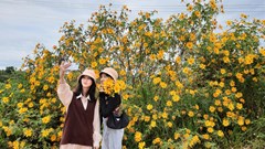 Lâm Đồng: Hoa Dã Quỳ vàng rực, "đỏ mắt" tìm du khách