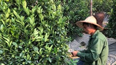 Làng quất Tứ Liên thấp thỏm đợi Tết