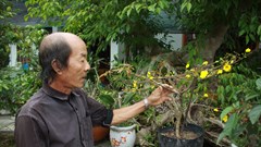 Lão nông xứ Quảng đam mê trồng mai vàng