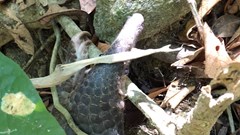 Nhiều thách thức trong việc xử lý tội phạm về động vật hoang dã