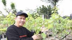 Nho cảnh “mi ni” hút khách mùa Tết