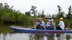 Hồi sinh rừng ngập mặn