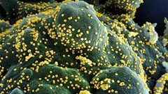 Phát hiện biến thể mới của virus SARS-CoV-2 chứa 46 đột biến