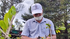 Làng mai “âm thầm”... chờ Tết