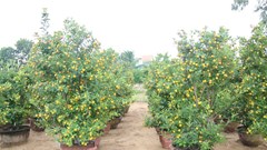 “Thủ phủ” quất cảnh miền Trung phấp phỏng nỗi lo