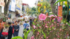 Hà Nội: Tổ chức 78 điểm chợ hoa xuân phục vụ Tết Nguyên đán Nhâm Dần 2022