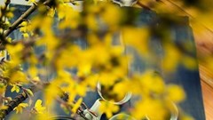 Kẹo lạc giòn tan cho ngày Tết sum vầy