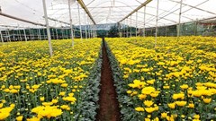 Lâm Đồng: Khởi sắc từ làng trồng rau, hoa Xuân Thọ