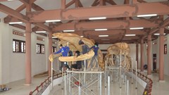 Phục dựng thành công 2 bộ xương cá voi hơn 300 tuổi