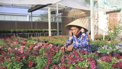 Làng hoa Bình Lâm rực sắc màu vào vụ Tết