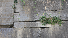 Những giả thiết trong việc xây Thành nhà Hồ