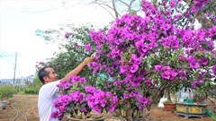 Gia Lai: Nghề trồng hoa ngũ sắc hút khách dịp Tết