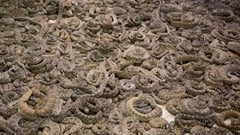 Mỹ: Người đàn ông tử vong bên trong ngôi nhà đầy rắn