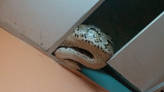 Phát hiện trăn gấm ''khủng'' trong nhà dân ở TP Hồ Chí Minh