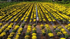 Làng hoa Sa Đéc hút khách dịp giáp Tết