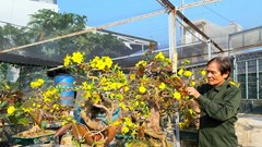 “Thủ phủ” Mai vàng lớn nhất miền Trung vào vụ Tết