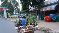 Cảnh giác với cây cảnh dạo