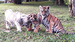 Chuyện khó tin: Hổ vàng sinh  hổ trắng