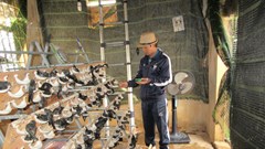 Những “ông bố chăm con” một bề ở đảo Cù Lao Chàm