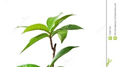 Cái Tết đầu tiên "sống chung với Covid"