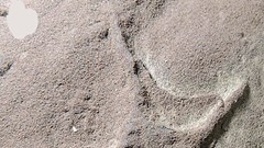 Phát hiện kỳ thú về các loài chim sống cùng thời khủng long