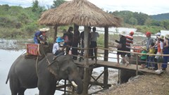 Bao giờ mới thôi cưỡi voi?