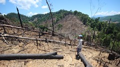 Quảng Nam: Để xảy ra phá rừng phòng hộ, nhiều cán bộ kiểm lâm bị kỷ luật