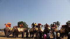 Lào tổ chức Lễ hội Voi năm 2022 với quy mô nhỏ