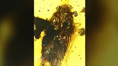 Phát hiện loài gián "kỳ quái" trong miếng hổ phách 100 triệu năm